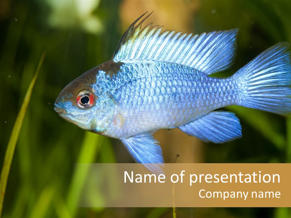 Mikrogeophagus German Fish PowerPoint Template