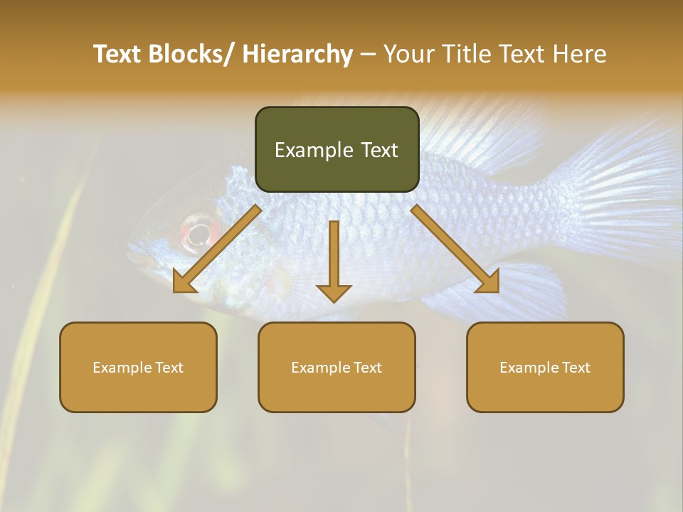 Mikrogeophagus German Fish PowerPoint Template