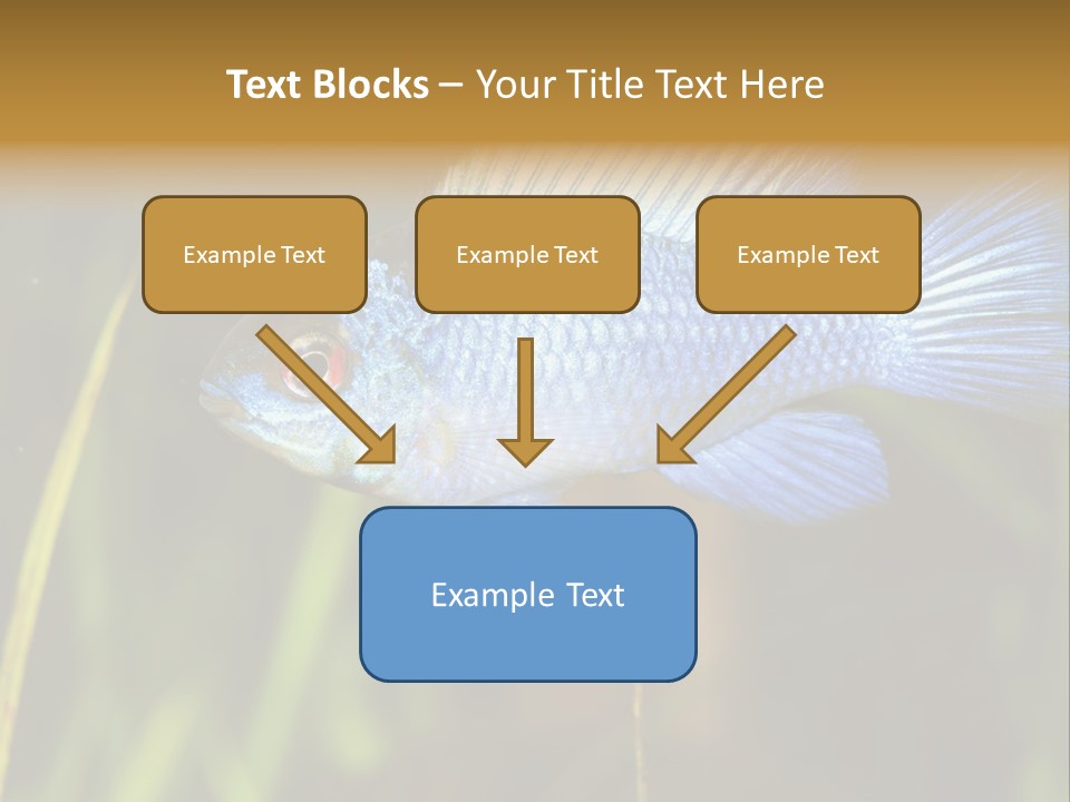 Mikrogeophagus German Fish PowerPoint Template