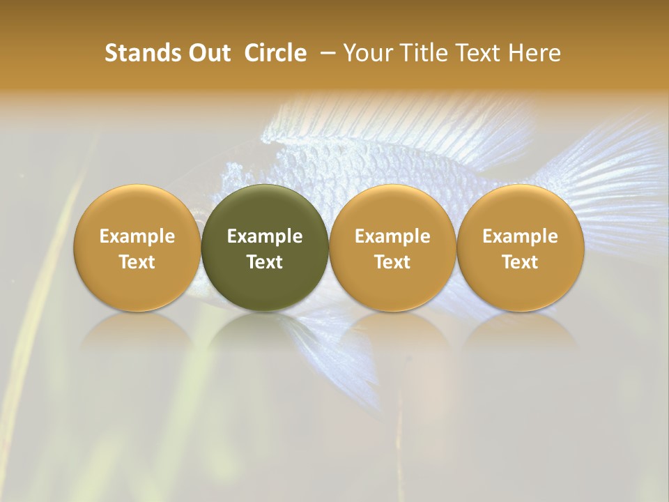 Mikrogeophagus German Fish PowerPoint Template