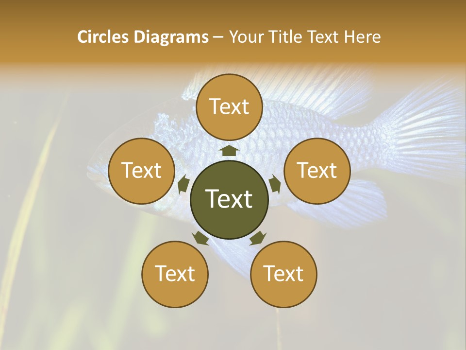 Mikrogeophagus German Fish PowerPoint Template