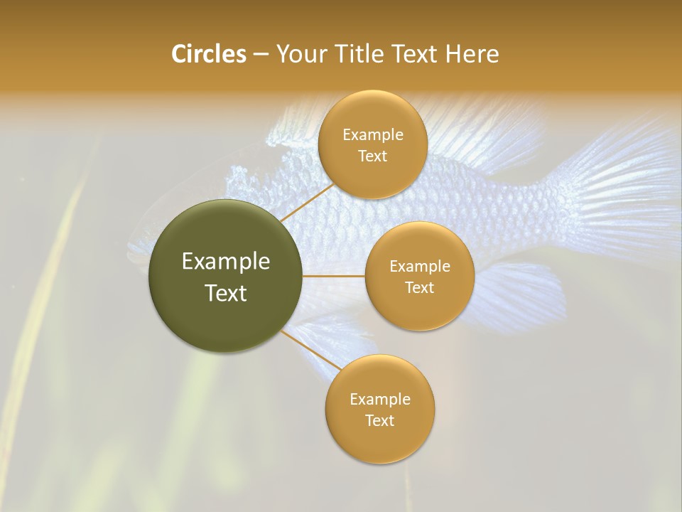 Mikrogeophagus German Fish PowerPoint Template