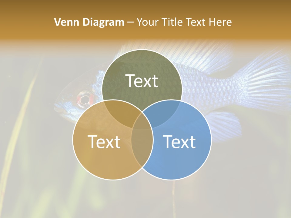 Mikrogeophagus German Fish PowerPoint Template