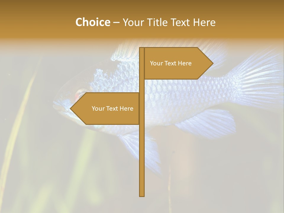 Mikrogeophagus German Fish PowerPoint Template