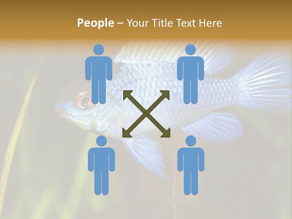 Mikrogeophagus German Fish PowerPoint Template