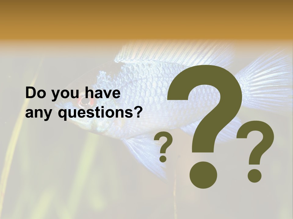 Mikrogeophagus German Fish PowerPoint Template