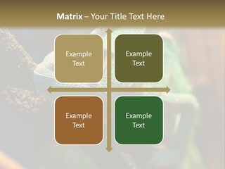 Looking Camouflage Careless PowerPoint Template