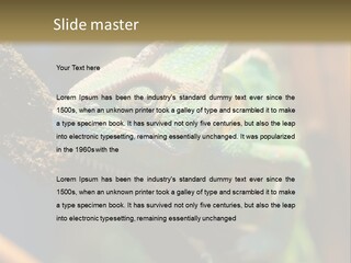 Looking Camouflage Careless PowerPoint Template