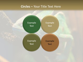 Looking Camouflage Careless PowerPoint Template