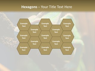 Looking Camouflage Careless PowerPoint Template