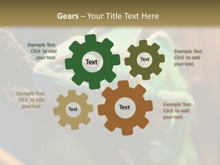 Looking Camouflage Careless PowerPoint Template