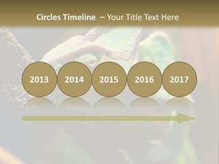 Looking Camouflage Careless PowerPoint Template