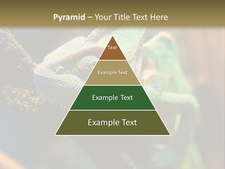 Looking Camouflage Careless PowerPoint Template