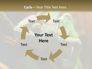 Looking Camouflage Careless PowerPoint Template