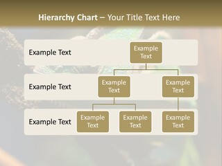 Looking Camouflage Careless PowerPoint Template