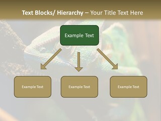 Looking Camouflage Careless PowerPoint Template