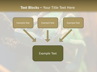 Looking Camouflage Careless PowerPoint Template