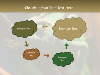 Looking Camouflage Careless PowerPoint Template