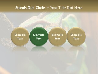 Looking Camouflage Careless PowerPoint Template