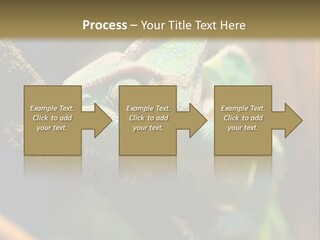 Looking Camouflage Careless PowerPoint Template
