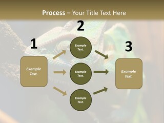 Looking Camouflage Careless PowerPoint Template