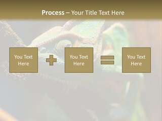 Looking Camouflage Careless PowerPoint Template