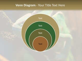 Looking Camouflage Careless PowerPoint Template