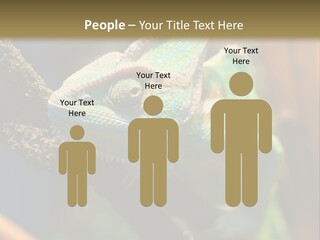 Looking Camouflage Careless PowerPoint Template