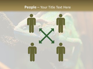 Looking Camouflage Careless PowerPoint Template