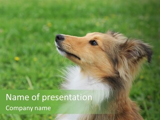 Canine Dog Sheepdog PowerPoint Template