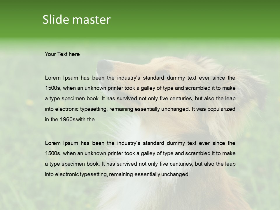 Canine Dog Sheepdog PowerPoint Template