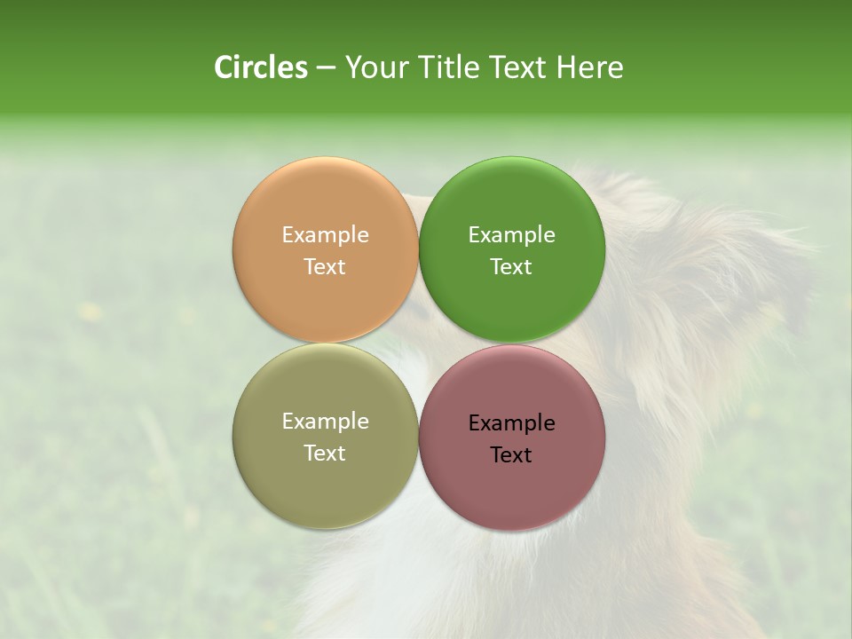 Canine Dog Sheepdog PowerPoint Template