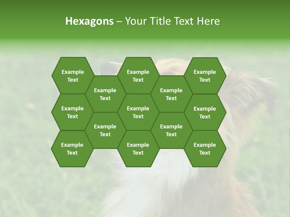 Canine Dog Sheepdog PowerPoint Template