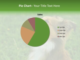 Canine Dog Sheepdog PowerPoint Template