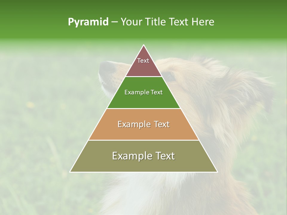 Canine Dog Sheepdog PowerPoint Template