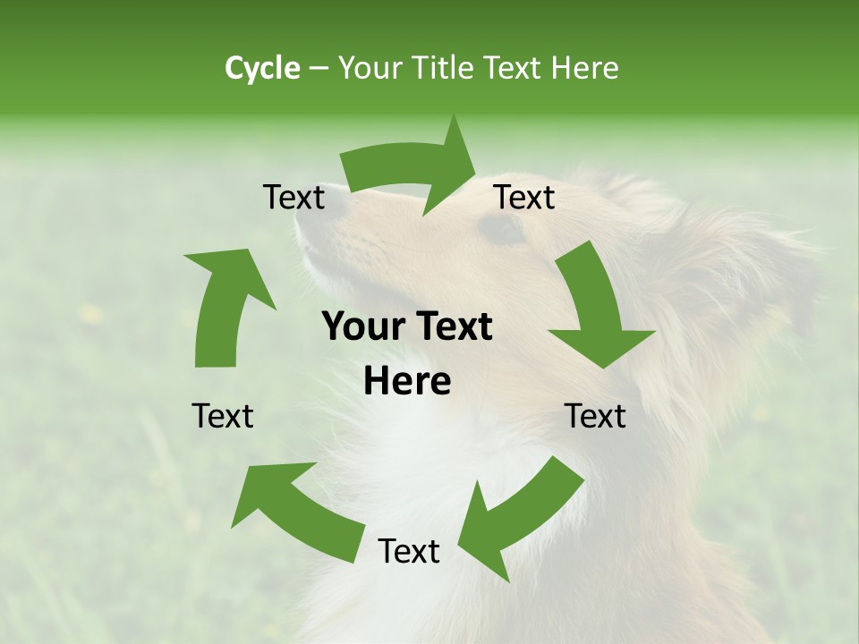 Canine Dog Sheepdog PowerPoint Template