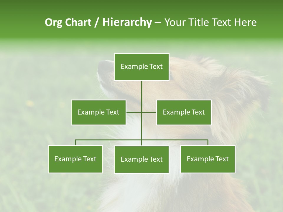 Canine Dog Sheepdog PowerPoint Template