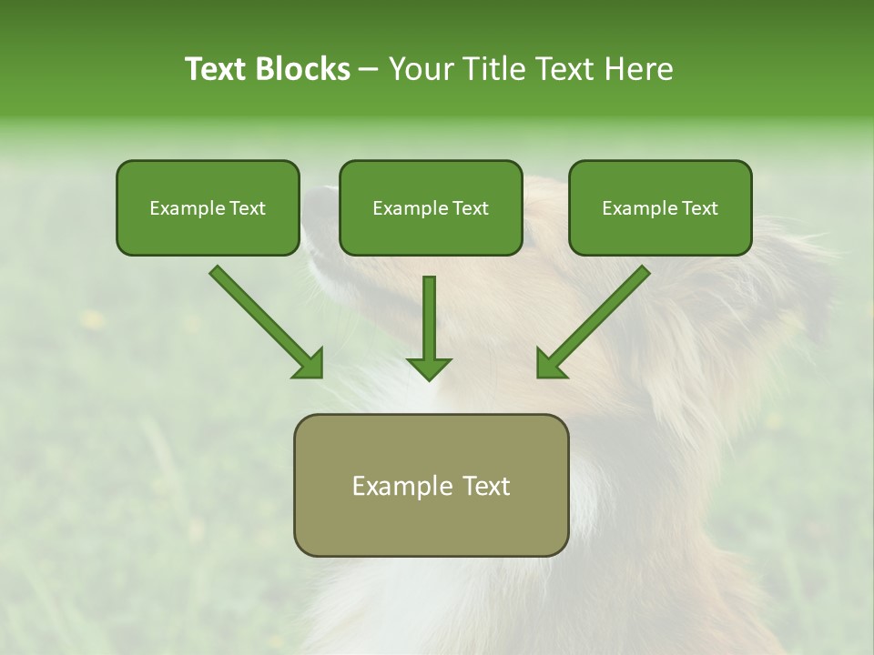 Canine Dog Sheepdog PowerPoint Template