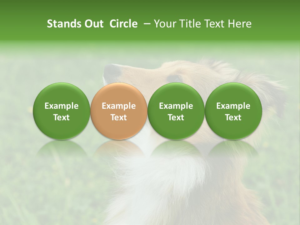Canine Dog Sheepdog PowerPoint Template