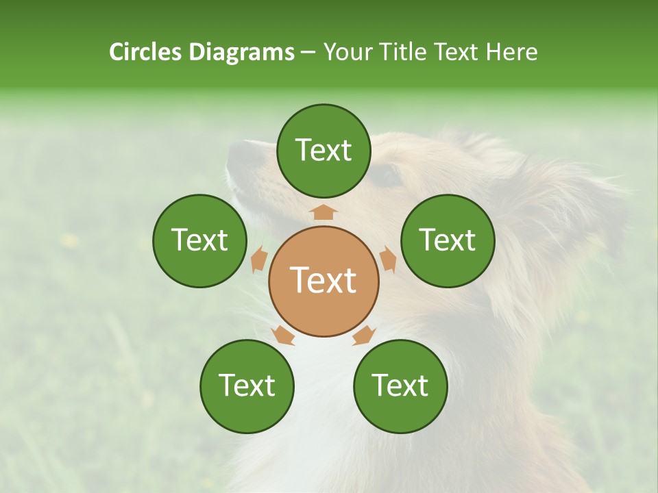 Canine Dog Sheepdog PowerPoint Template