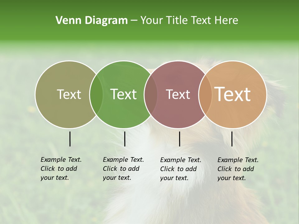 Canine Dog Sheepdog PowerPoint Template