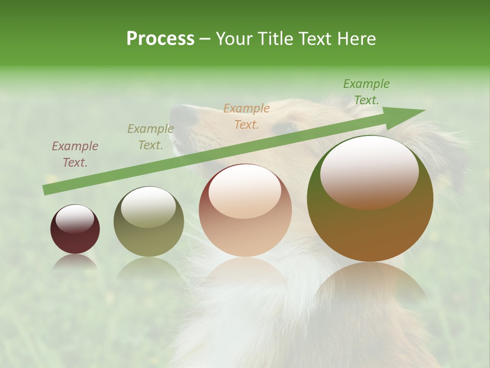 Canine Dog Sheepdog PowerPoint Template