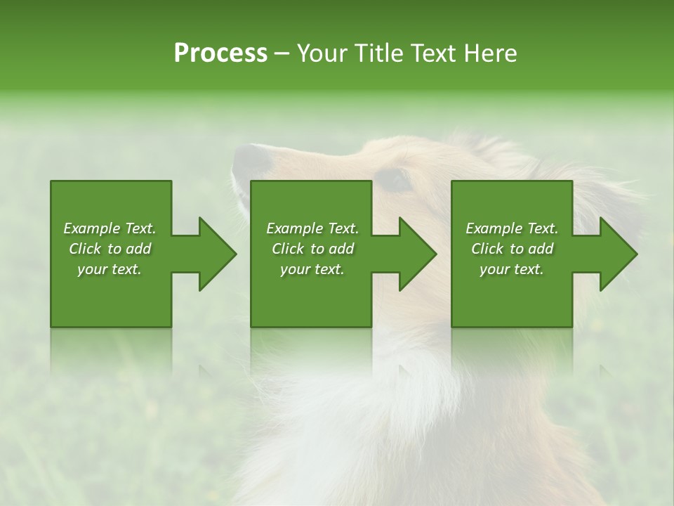 Canine Dog Sheepdog PowerPoint Template