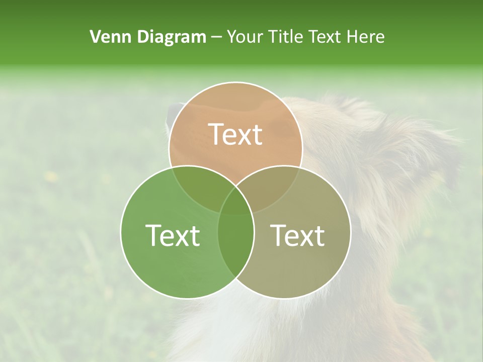 Canine Dog Sheepdog PowerPoint Template