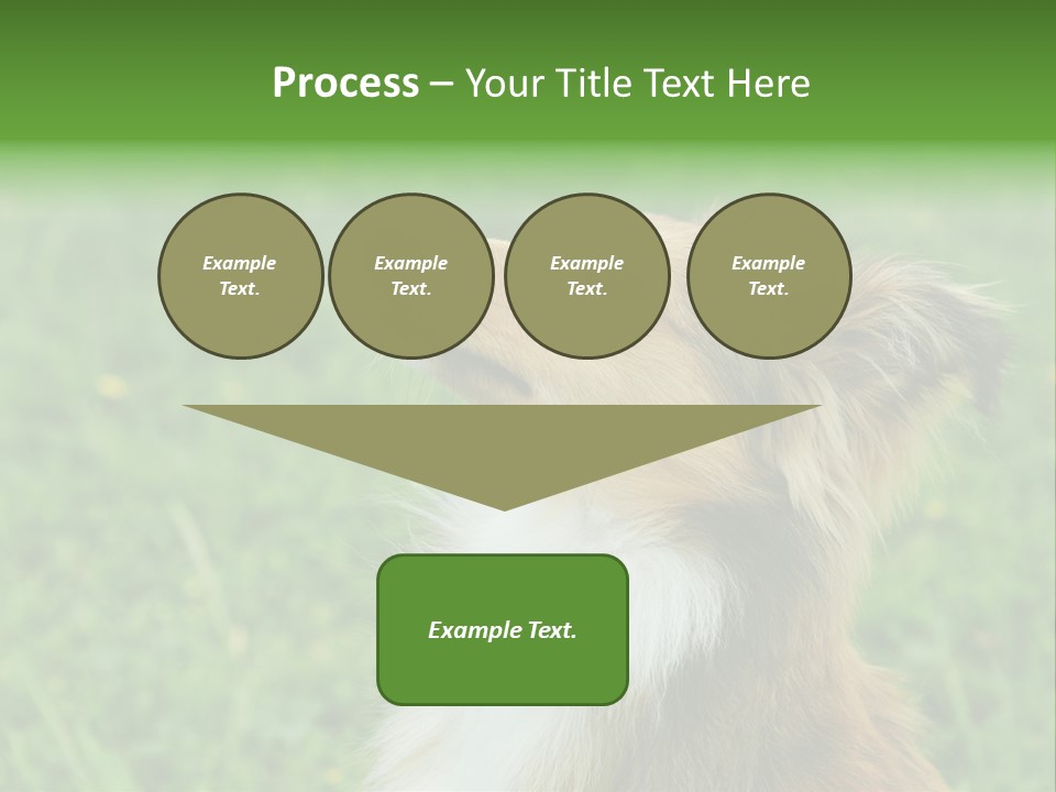 Canine Dog Sheepdog PowerPoint Template