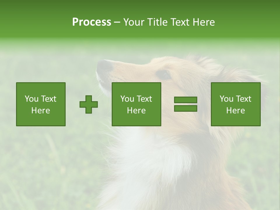 Canine Dog Sheepdog PowerPoint Template
