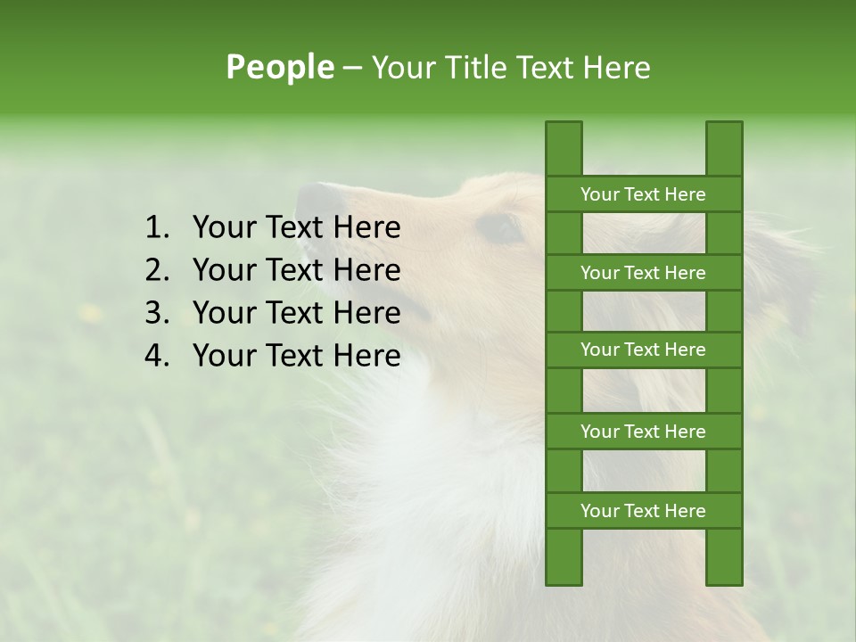 Canine Dog Sheepdog PowerPoint Template