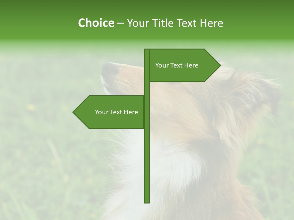 Canine Dog Sheepdog PowerPoint Template