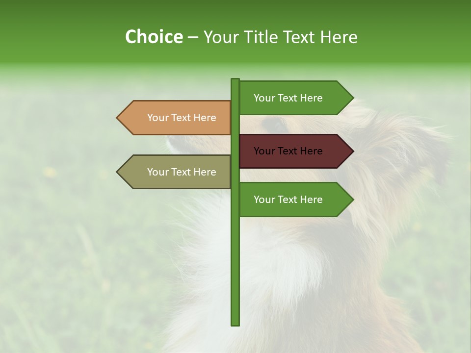 Canine Dog Sheepdog PowerPoint Template