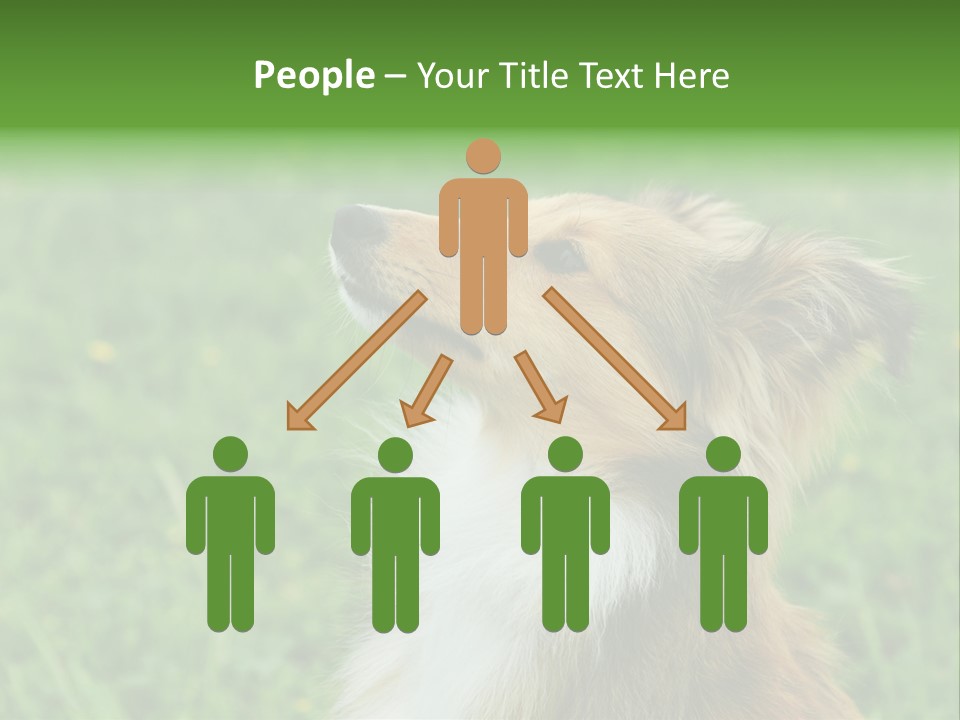 Canine Dog Sheepdog PowerPoint Template